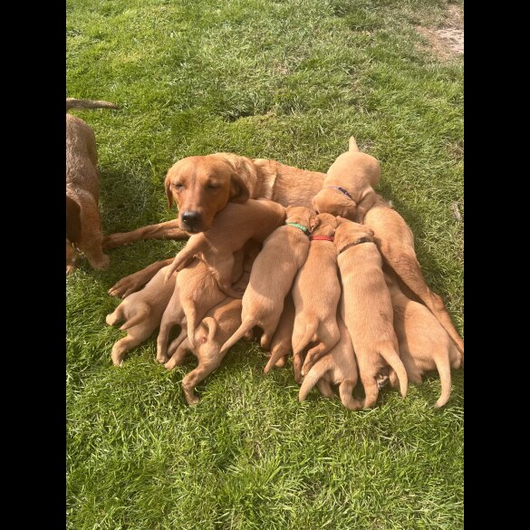 Labrador Retriever - Both