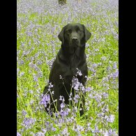 Labrador Retriever - Both