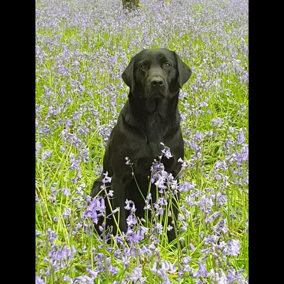 Labrador Retriever - Both