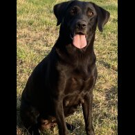 Labrador Retriever - Both