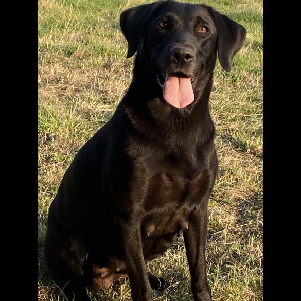Labrador Retriever - Both