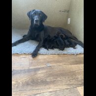 Labrador Retriever - Both