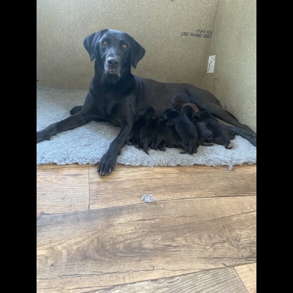 Labrador Retriever - Both