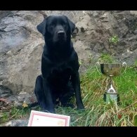 Labrador Retriever - Both