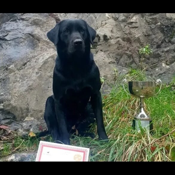Labrador Retriever - Both