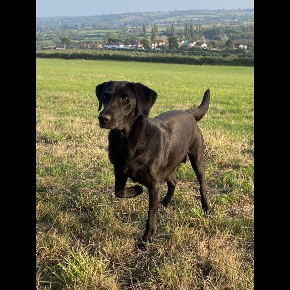 Labrador Retriever - Both