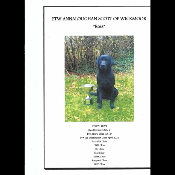 Labrador Retriever - Both