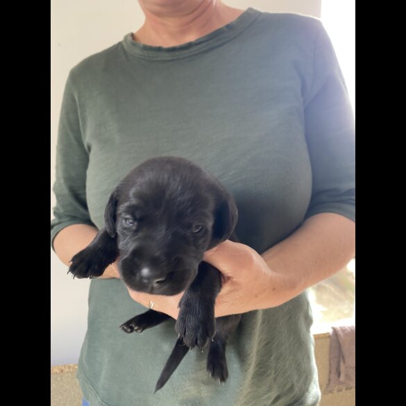 Labrador Retriever - Both