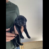 Labrador Retriever - Both