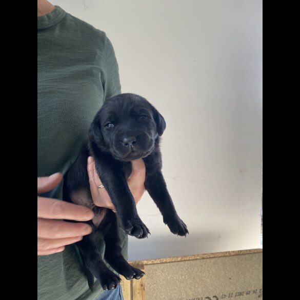 Labrador Retriever - Both