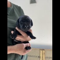 Labrador Retriever - Both