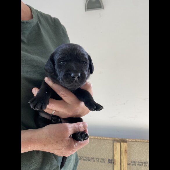 Labrador Retriever - Both