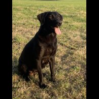 Labrador Retriever - Both