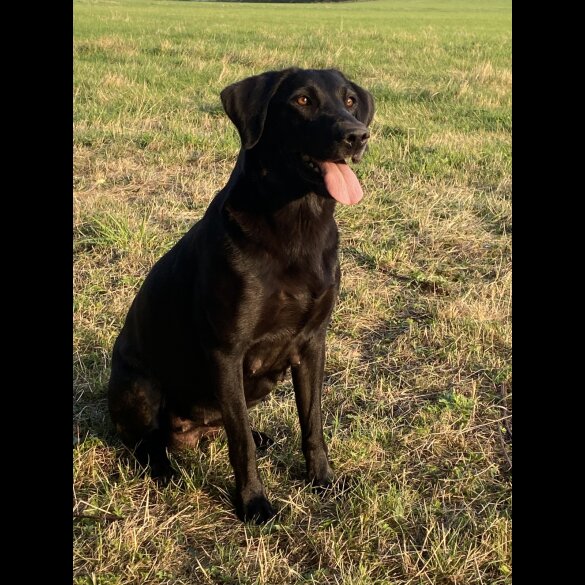 Labrador Retriever - Both