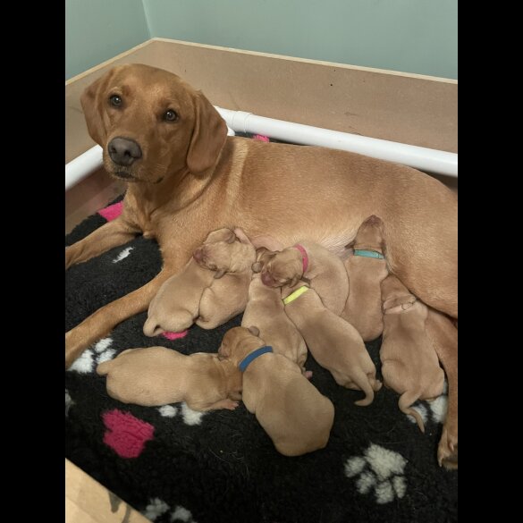 Labrador Retriever - Both