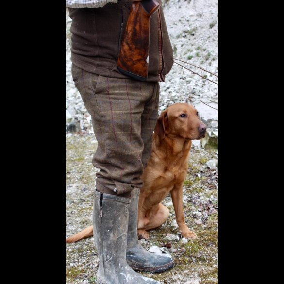 Labrador Retriever - Both