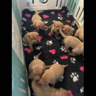 Labrador Retriever - Both