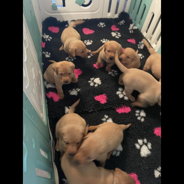 Labrador Retriever - Both