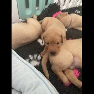 Labrador Retriever - Both