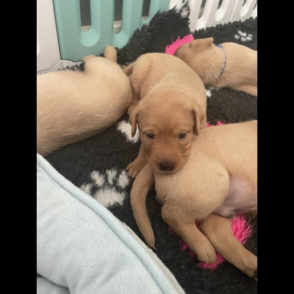 Labrador Retriever - Both