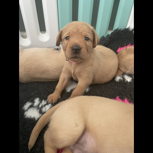 Labrador Retriever - Both
