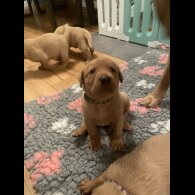 Labrador Retriever - Both
