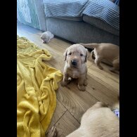 Labrador Retriever - Both