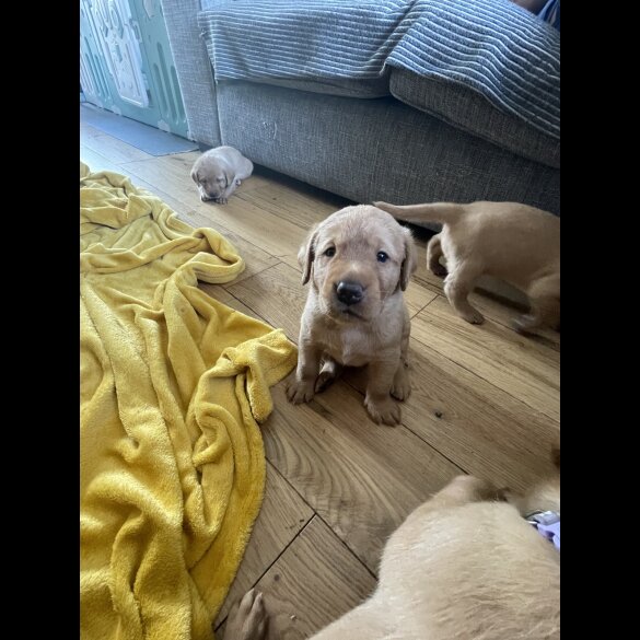 Labrador Retriever - Both