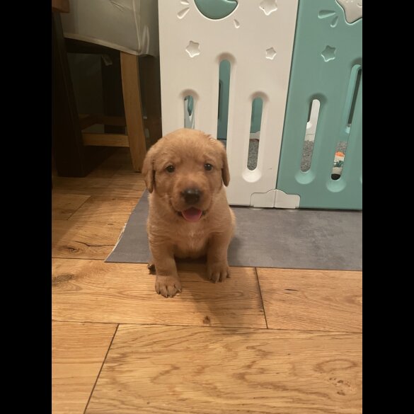 Labrador Retriever - Both