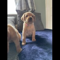 Labrador Retriever - Both