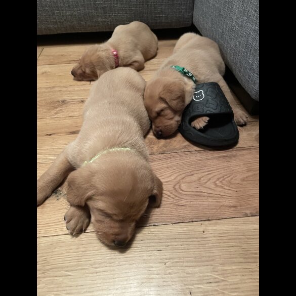 Labrador Retriever - Both