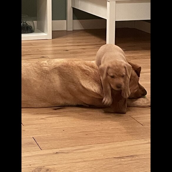 Labrador Retriever - Both