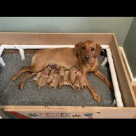 Labrador Retriever - Both