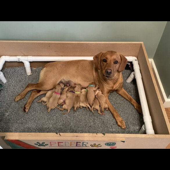 Labrador Retriever - Both