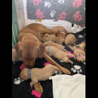 Labrador Retriever - Both