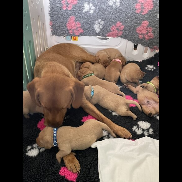 Labrador Retriever - Both