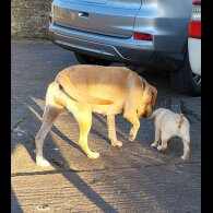 Labrador Retriever - Both