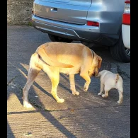 Labrador Retriever - Both