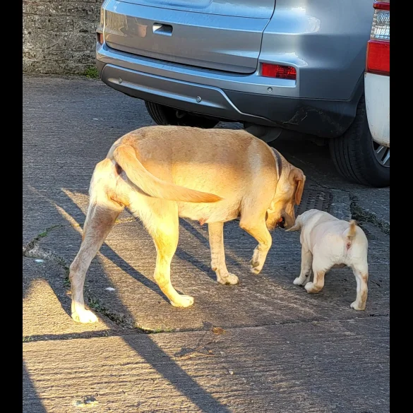 Labrador Retriever - Both