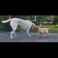 Labrador Retriever - Both