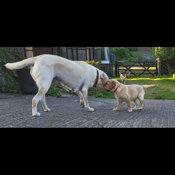 Labrador Retriever - Both