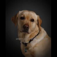Labrador Retriever - Both