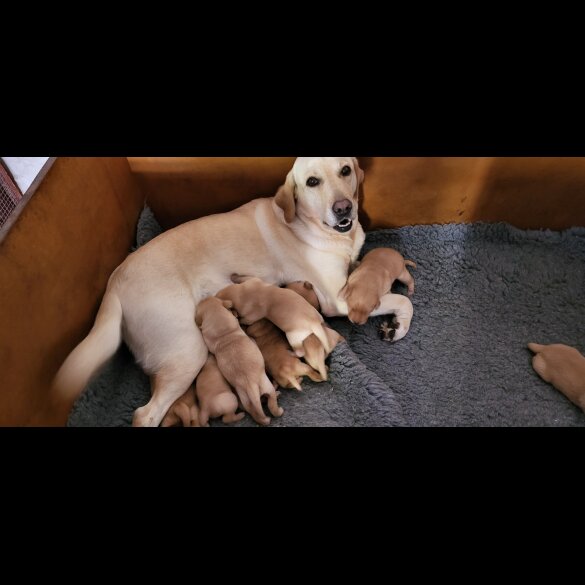Labrador Retriever - Both