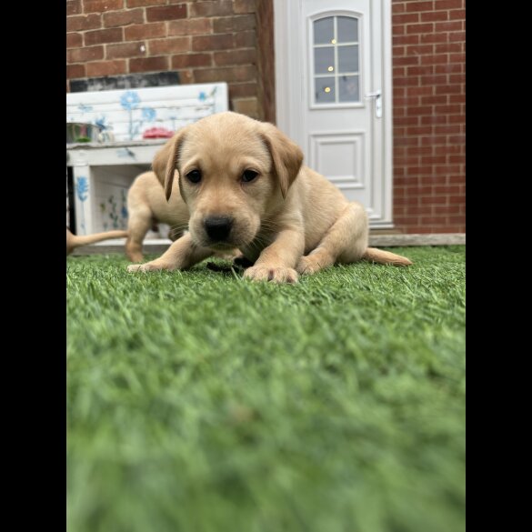 Labrador Retriever - Both