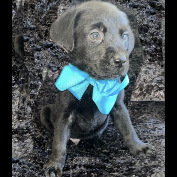 Labrador Retriever - Both