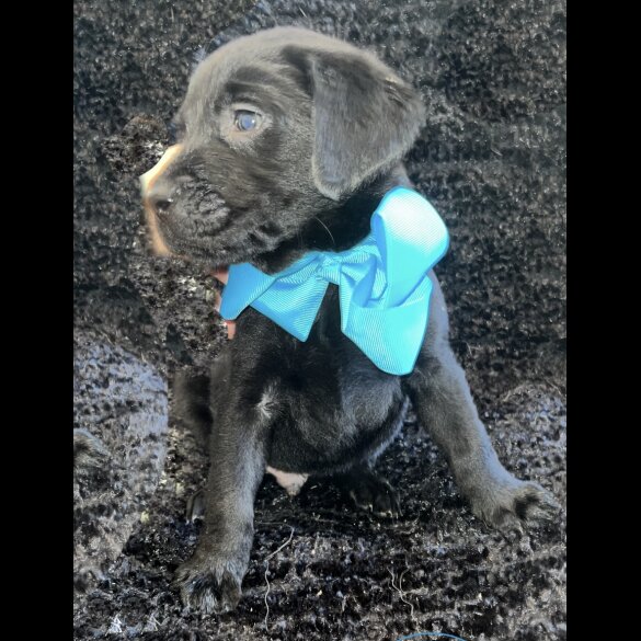 Labrador Retriever - Both