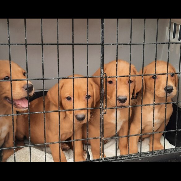 Labrador Retriever - Both
