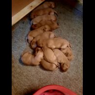 Labrador Retriever - Both