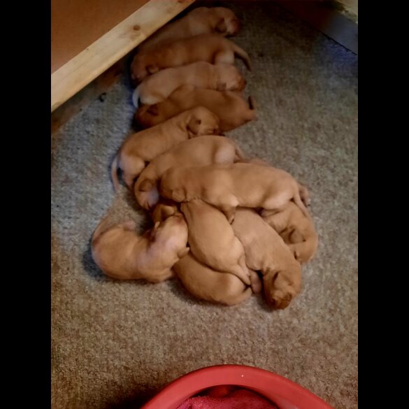 Labrador Retriever - Both