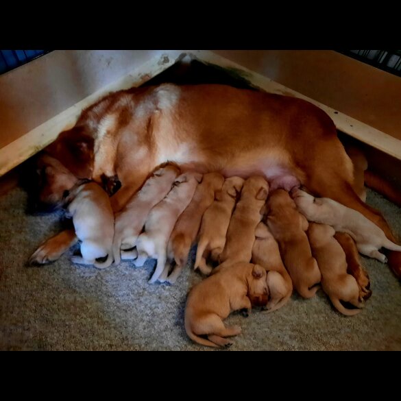 Labrador Retriever - Both